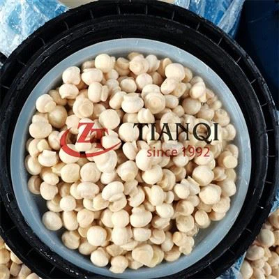 Cendawan Masin Dalam Air Garam Dalam Dram