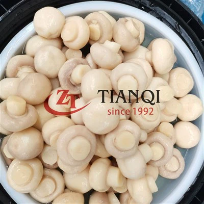 Cendawan Champignon Seluruh dalam SO2 dalam Drum Plastik