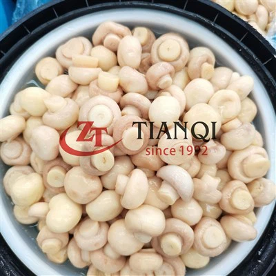 Cendawan Champignon Terpelihara Seluruh