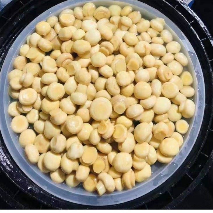 China best Quality Mushroom in SO 2 for sales 