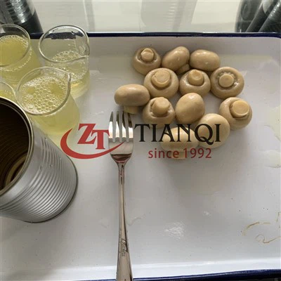 Cendawan Keseluruhan Segar Dalam Tin China